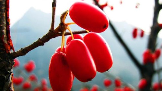 山茱萸与吴茱萸的区别 山茱萸与吴茱萸的区别