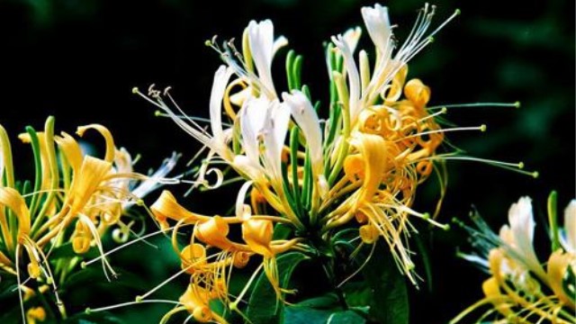 山豆根与金银花区别 山豆根与金银花区别