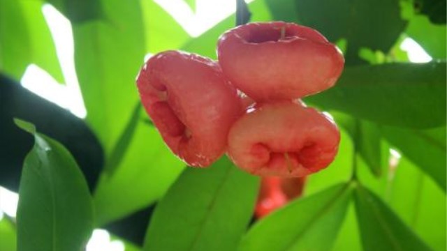 海南蒲桃和洋蒲桃的区别 海南蒲桃和洋蒲桃的区别
