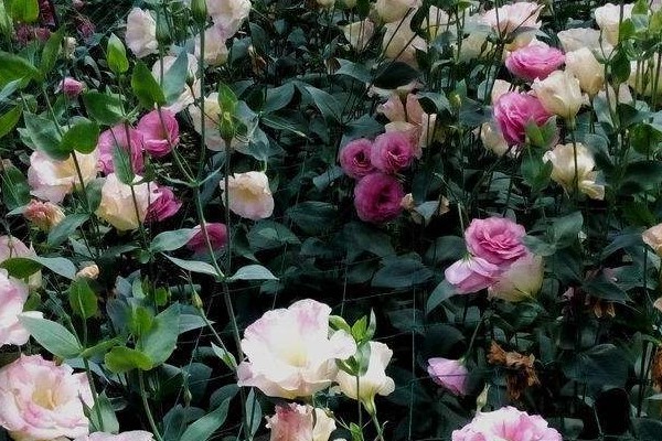这种花能看出“双色”花,很多人却不知道,真可惜 这种花能看出“双色”花,很多人却不知道,真可惜