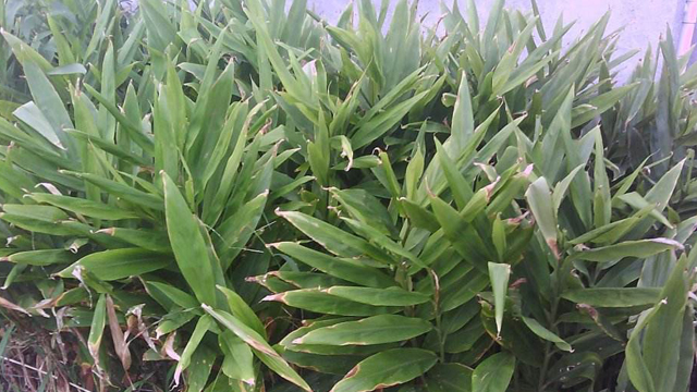 洋荷怎么种植 洋荷怎么种植