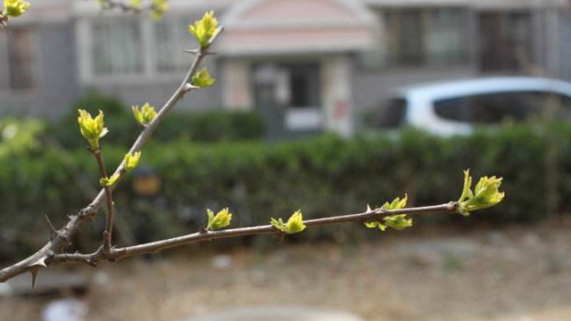 花椒怎么种植 花椒怎么种植