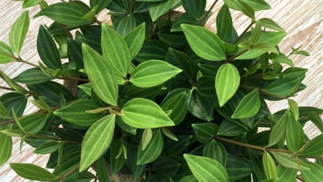 钻石翡翠植物注意事项 钻石翡翠植物注意事项