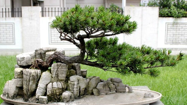 大阪松怎么养 大阪松怎么养
