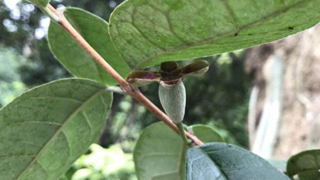 菲油果怎么养殖 菲油果怎么养殖