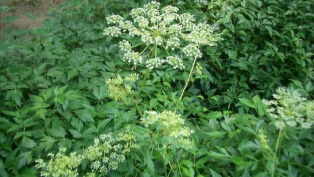 白花前胡怎么养 白花前胡怎么养