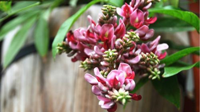 香花崖豆藤的养殖方法 香花崖豆藤的养殖方法