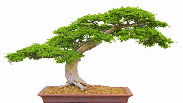 对节白蜡怎么养 对节白蜡怎么养
