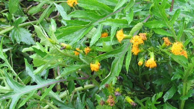 菊三七怎么养 菊三七怎么养