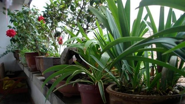 秋天种这3种花卉,选根枝条插土里,能开满一屋子 秋天种这3种花卉,选根枝条插土里,能开满一屋子