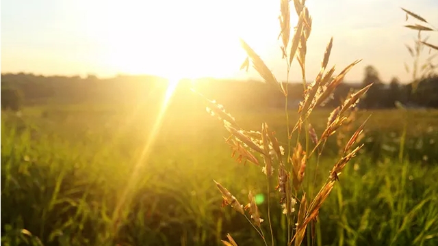 这3种植株不能“晒”,你把它放阳台上养,不黄叶才怪! 这3种植株不能“晒”,你把它放阳台上养,不黄叶才怪!