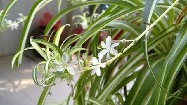 舍不着孩子套不找狼,不把这些花的叶子都剪掉,花基本会“死翘翘” 舍不着孩子套不找狼,不把这些花的叶子都剪掉,花基本会“死翘翘”