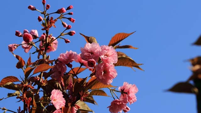 日本晚樱和东京樱花的区别 日本晚樱和东京樱花的区别