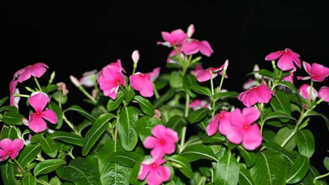 长春花和凤仙花的区别 长春花和凤仙花的区别