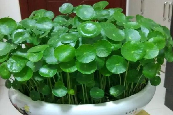 养花就像割韭菜,割一茬冒新芽,叶子巴掌大,蹭蹭就爬墙! 养花就像割韭菜,割一茬冒新芽,叶子巴掌大,蹭蹭就爬墙!