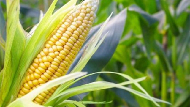 什么时候收玉米 什么时候收玉米