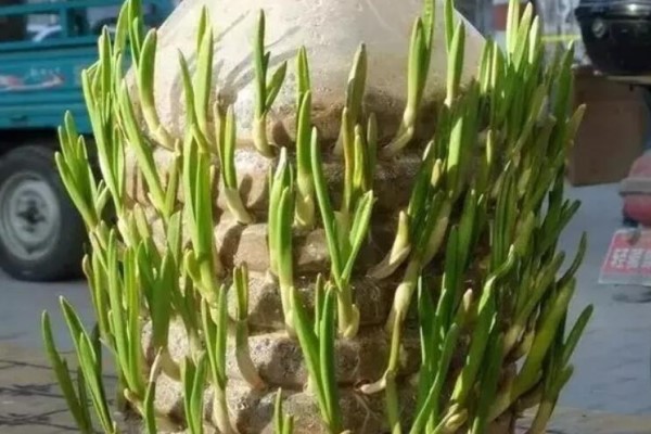 油桶戳个洞,10天就变小菜园,一年不用花钱买菜了! 油桶戳个洞,10天就变小菜园,一年不用花钱买菜了!