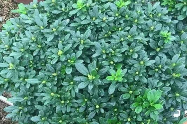 秋天把它丢盆里,叶子油绿花开爆,10年不烂根! 秋天把它丢盆里,叶子油绿花开爆,10年不烂根!