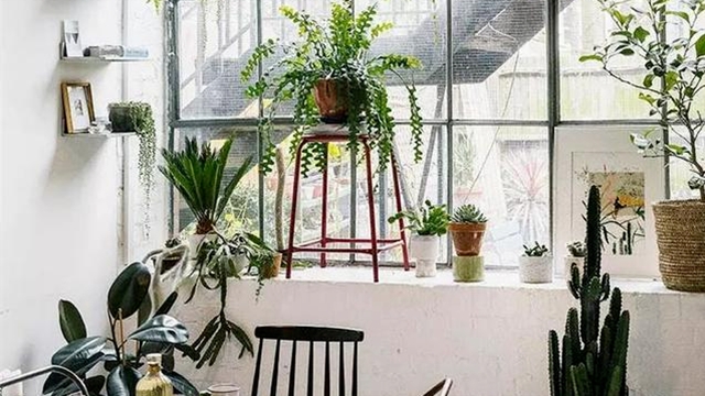 这3种植株试着用“水”养,不换“花盆”照样呼呼长! 这3种植株试着用“水”养,不换“花盆”照样呼呼长!