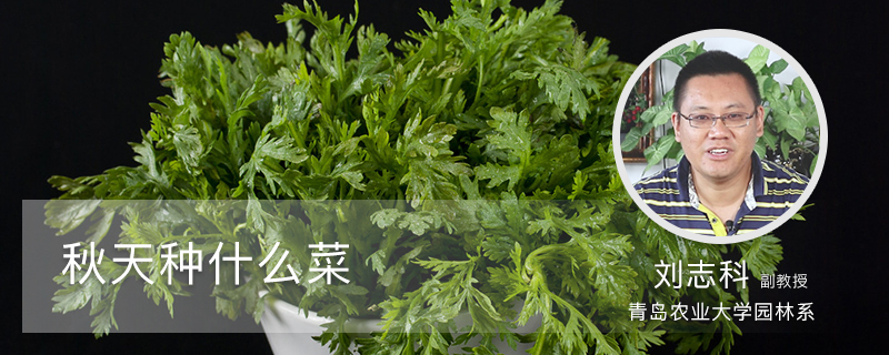 秋季种什么菜 秋季种什么菜