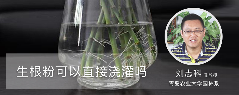 生根粉可以直接浇灌吗 生根粉可以直接浇灌吗