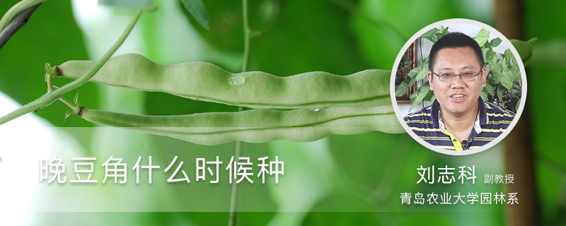 晚豆角什么时候种 晚豆角什么时候种