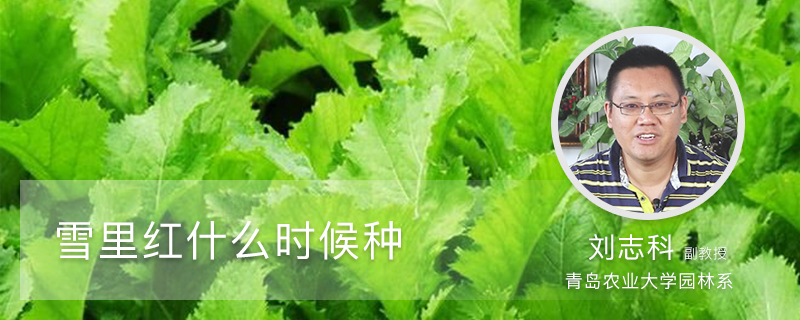 雪里红什么时候种 雪里红什么时候种