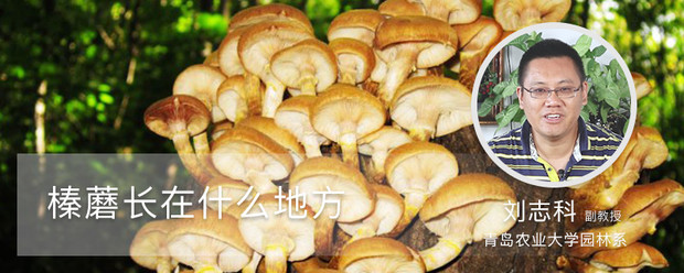 榛蘑长在什么地方 榛蘑长在什么地方