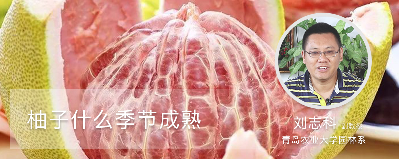 柚子什么季节成熟 柚子什么季节成熟