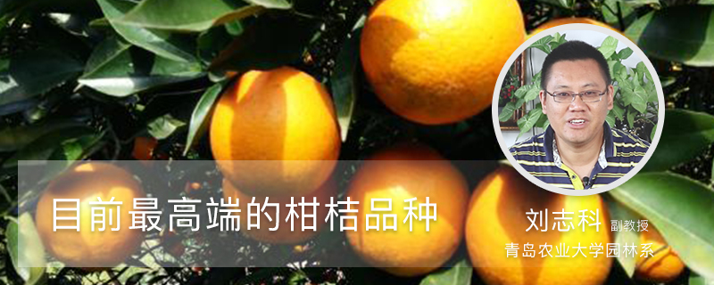目前高端的柑桔品种有哪些 目前高端的柑桔品种有哪些