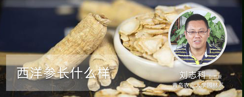 西洋参长什么样 西洋参长什么样
