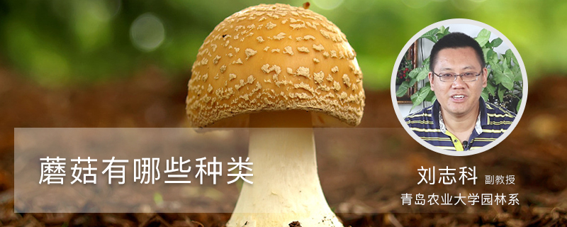 蘑菇有哪些种类 蘑菇有哪些种类
