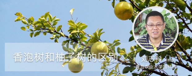 香泡树和柚子树的区别 香泡树和柚子树的区别