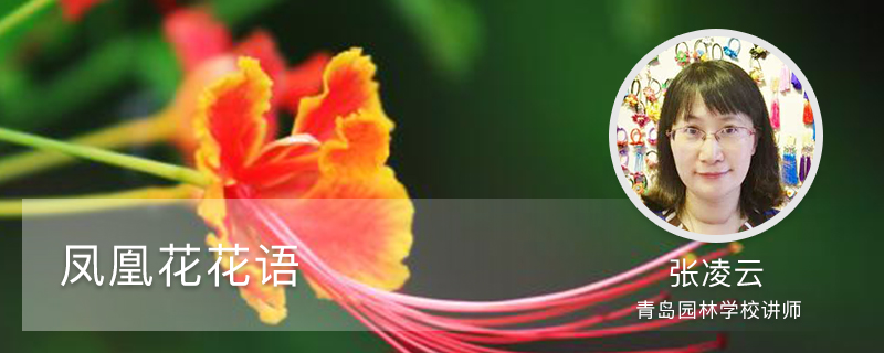 凤凰花花语 凤凰花花语