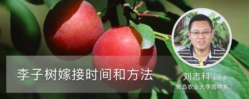 李子树嫁接时间和方法 李子树嫁接时间和方法