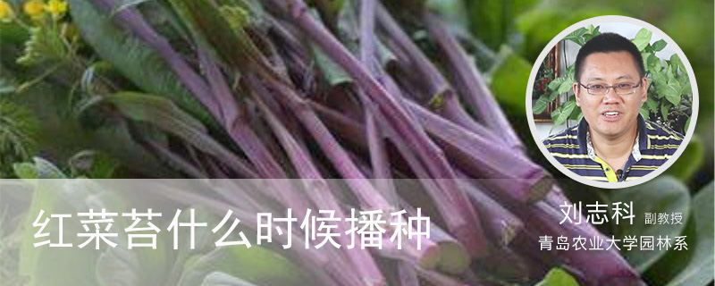 红菜苔什么时候播种 红菜苔什么时候播种