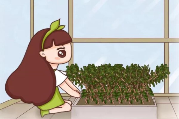 全封闭阳台种这7种菜,20天割一茬,吃不完的菜都开花了! 全封闭阳台种这7种菜,20天割一茬,吃不完的菜都开花了!