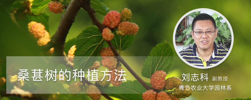 桑葚树的种植方法 桑葚树的种植方法