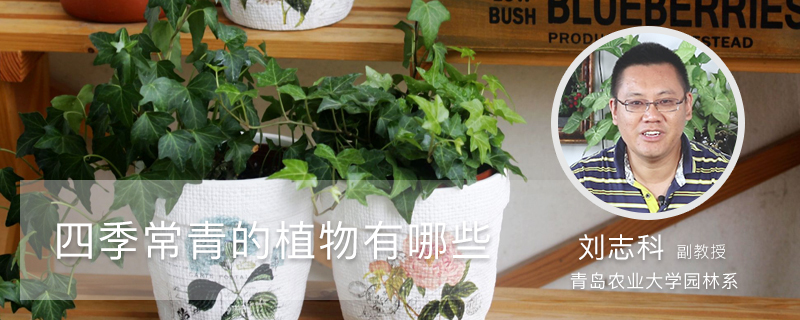 四季常青的植物有哪些 四季常青的植物有哪些