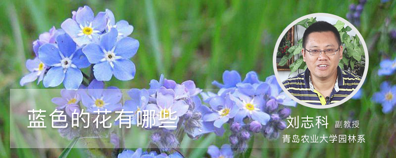 蓝色的花有哪些 蓝色的花有哪些