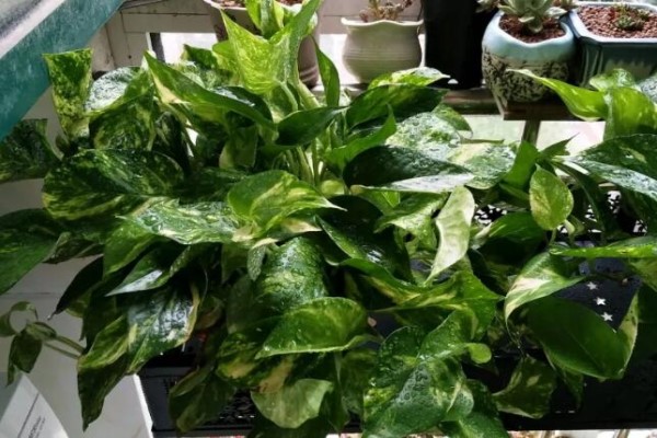 给花吃点美容药,不黄叶不烂根,秋冬一茬一茬开不停! 给花吃点美容药,不黄叶不烂根,秋冬一茬一茬开不停!