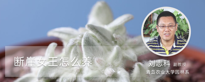 断崖女王怎么养 断崖女王怎么养