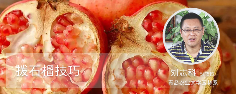 拨石榴技巧 拨石榴技巧