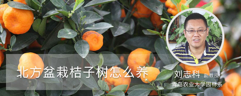 北方盆栽桔子树怎么养 北方盆栽桔子树怎么养