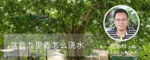 盆栽九里香怎么浇水？