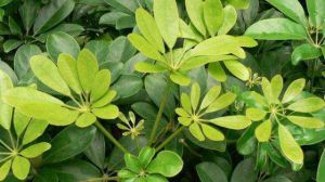 鸭脚木怎么施肥才正确？