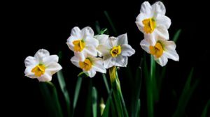 水仙花怎么施肥