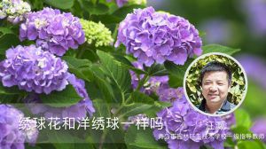 绣球花和洋绣球一样吗