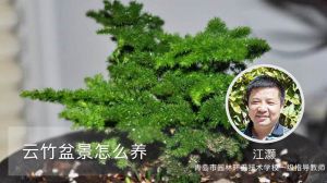 云竹盆景怎么养