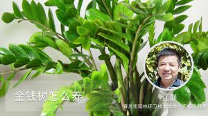 金钱树怎么养